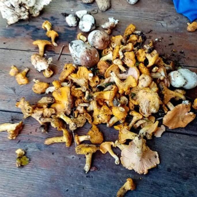 L'Appartement Les Bossons En Lisiere De Foret Dans Le Chalet Genepi Arêches Exterior foto
